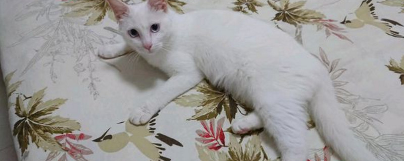 猫咪可以偶尔吃狗粮吗