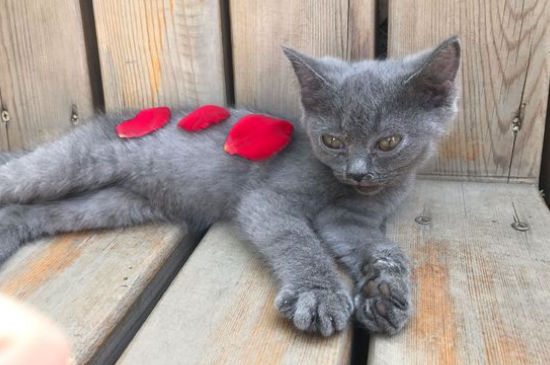 猫咪生完孩子不管