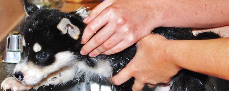 幼犬什么时候可以洗澡
