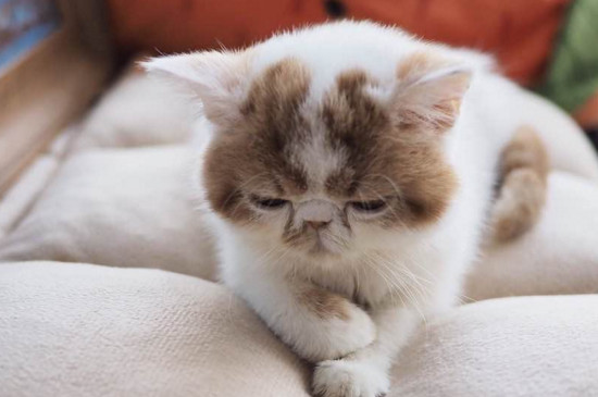 猫砂除臭小技巧