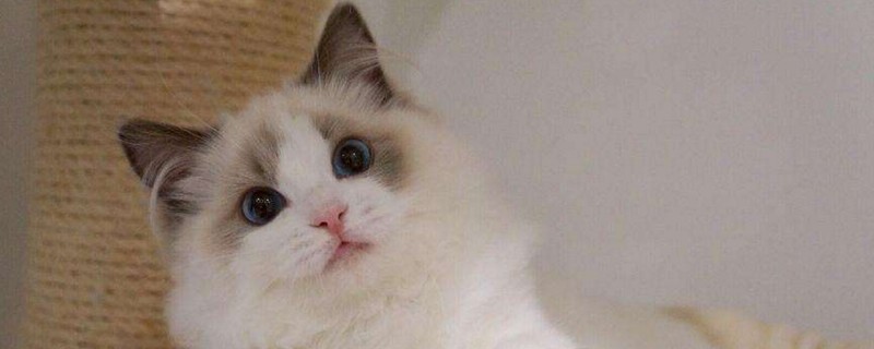 成年布偶猫认主人吗