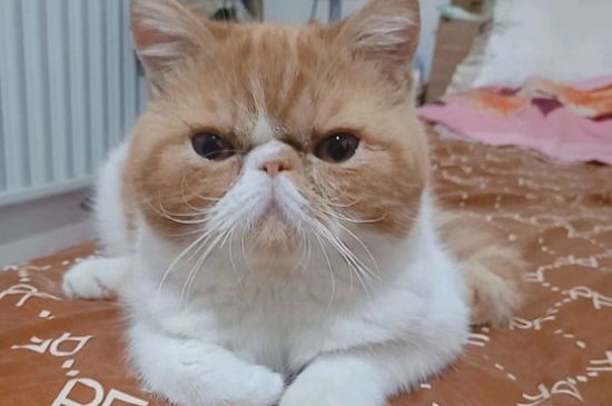 养波斯猫的好坏