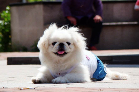 京巴犬好养吗