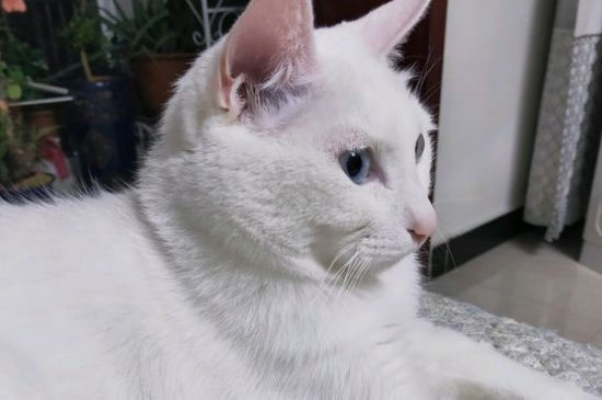 公猫绝育后还能发腮吗