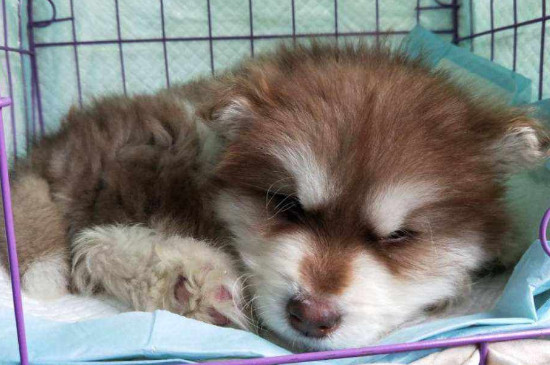 犬细小传染狗吗