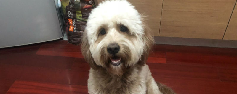 狗狗怕蚊子咬吗
