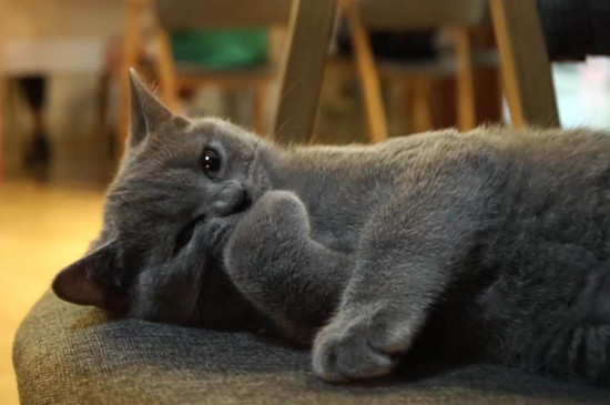 蓝猫认主人的表现