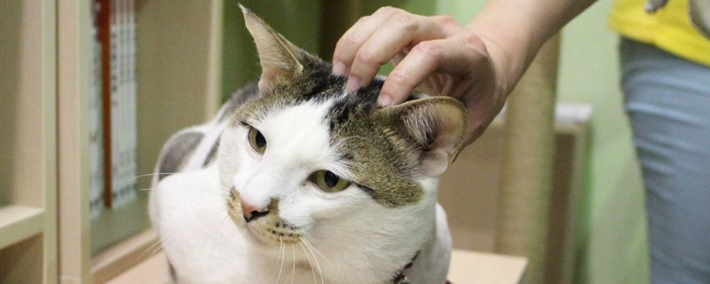 猫疫苗必须间隔21天吗