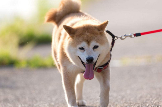 柴犬记仇么