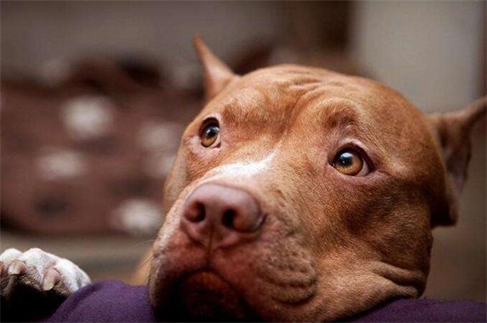 比特犬一只多少钱呢，市场价在1500～3000元左右