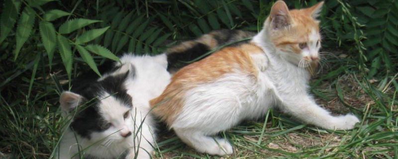 刚捡的流浪猫能洗澡吗