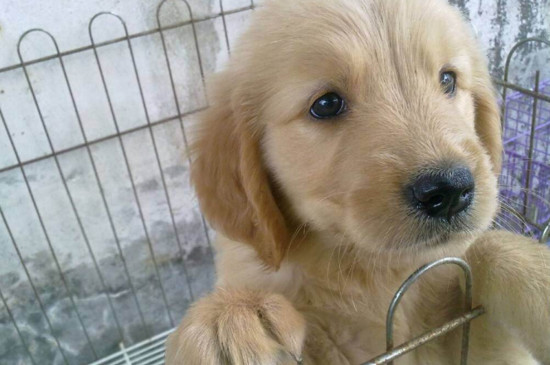 金毛幼犬不吃狗粮怎么办
