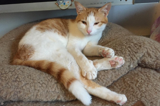 猫咪拉屎一天6次