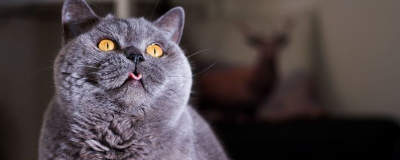 猫说人话不能接的原因，为什么不要和猫对视