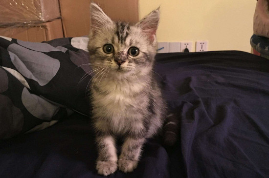 猫流绿色眼屎怎么回事