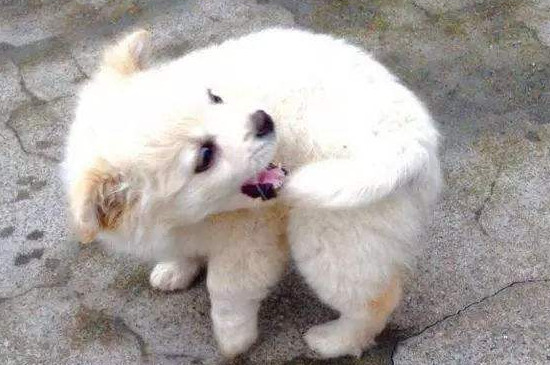 狗狗转圈圈是什么意思
