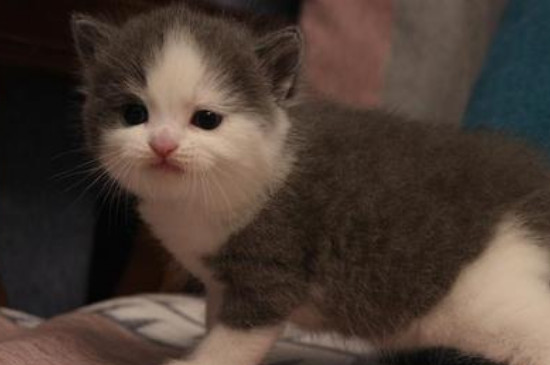 猫瘟房间怎么消毒处理