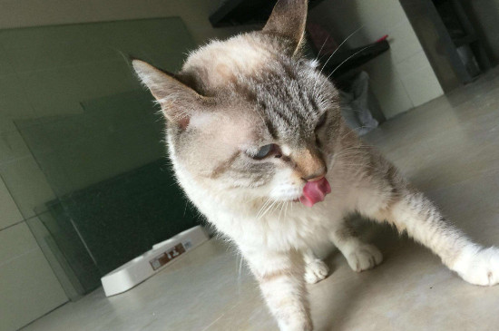 猫咪嘴巴一直微张