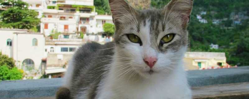 猫咪可以坐大巴吗