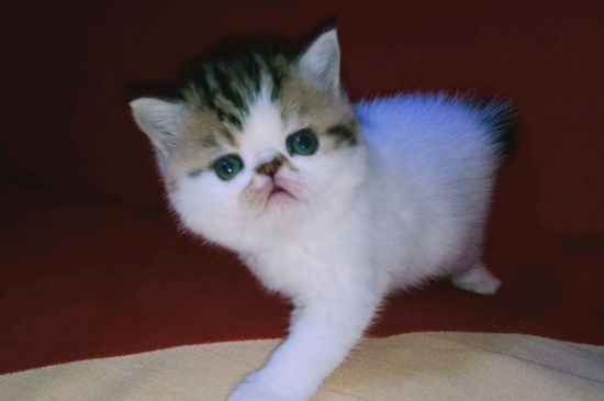 加菲猫为什么叫醒主人