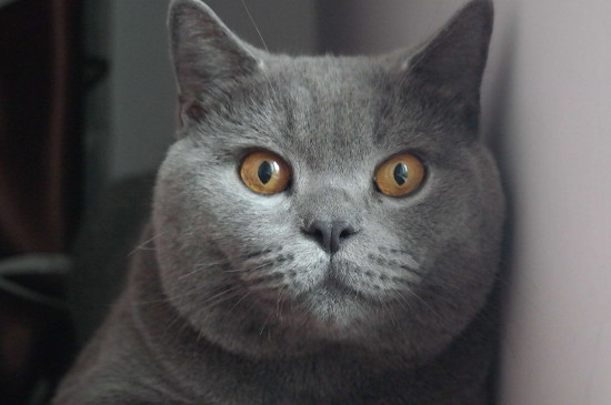 蓝猫容易生病吗