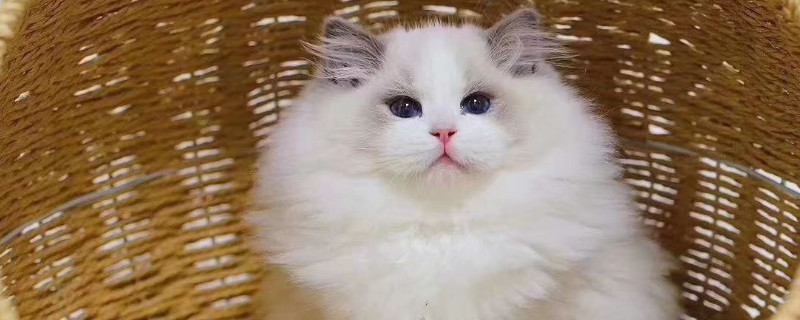 猫瘟半个月可以养猫不