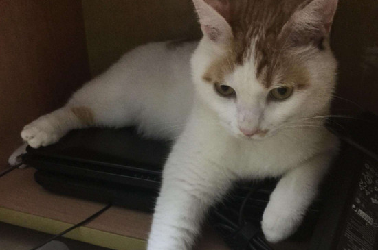 农村喂小土猫吃什么