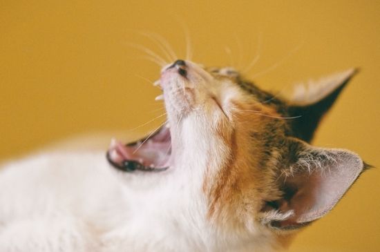 猫能吃松子吗