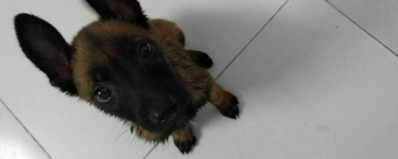 马犬几个月就可以拴了