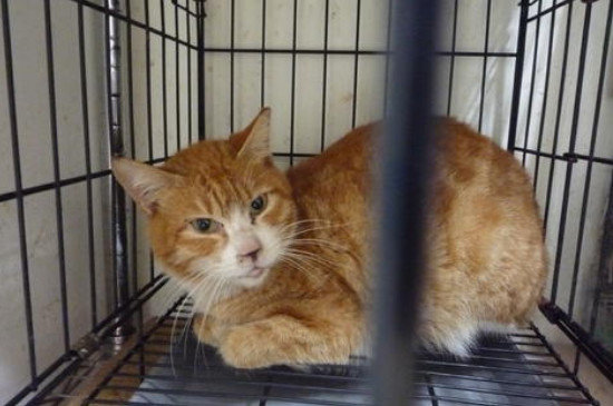 猫咪咳嗽是什么声音
