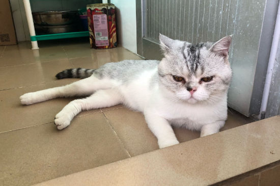 养猫对人的巨大危害