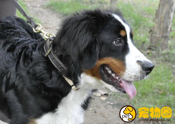 伯恩山犬和边牧的区别是什么，乖巧又好养的狗狗