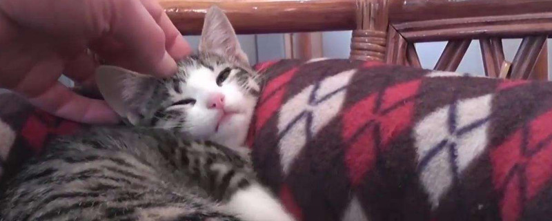 猫老叫怎么让他闭嘴，怎么才能不让猫咪乱叫
