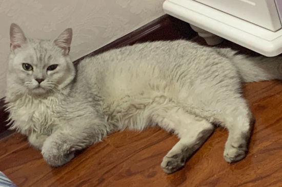 养猫身上起红疙瘩