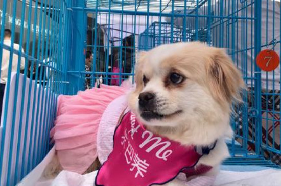 狗的髋关节病走路什么样，一瘸一拐且后肢无力
