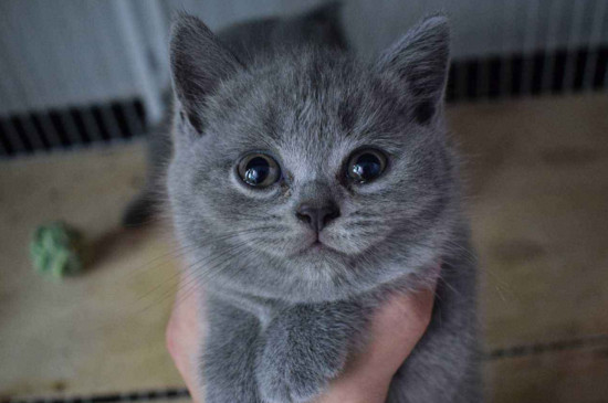 英短蓝猫怎么分辨串猫