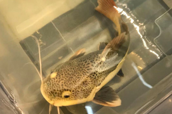 招财猫鱼水温多少合适