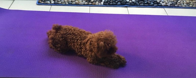 泰迪狗吐黄水带沫怎么回事