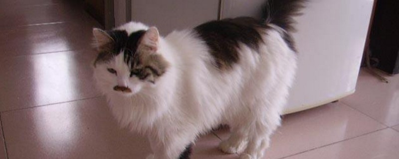 长毛猫夏天要剃毛吗