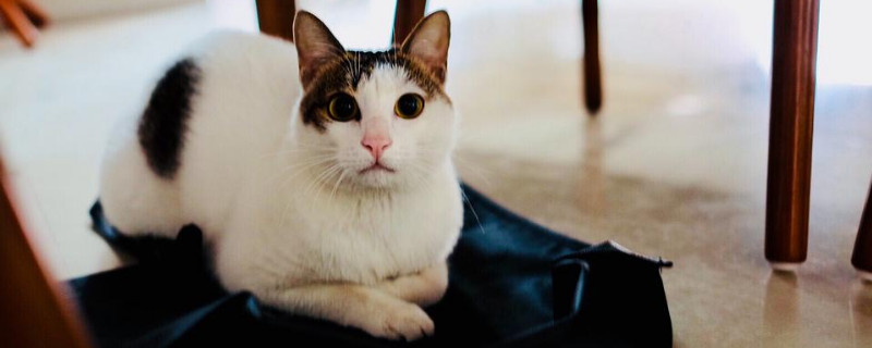 猫吃撑了是什么症状
