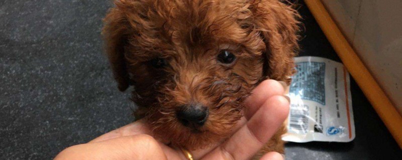 幼犬泰迪狗粮怎么泡