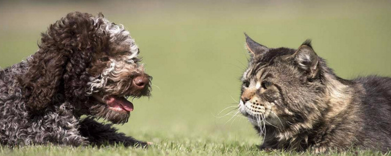 养猫养狗的好处