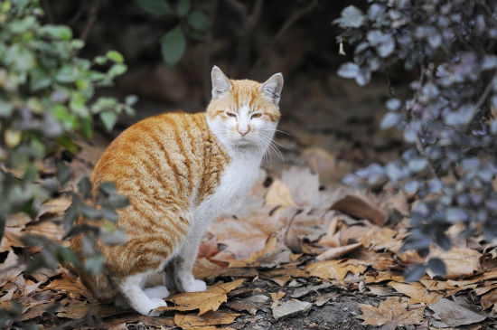 为什么不能养黄猫