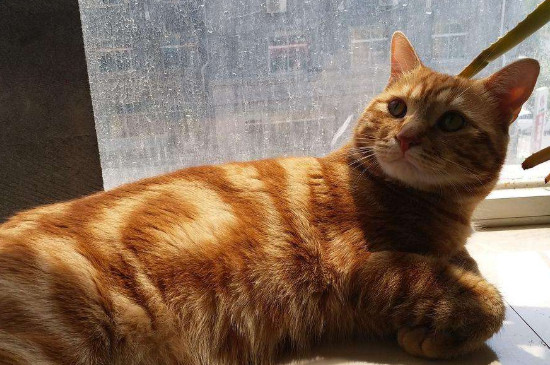 猫咪发出低吼什么意思