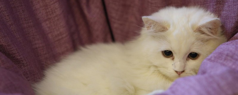 2,3个月小猫可以吃什么