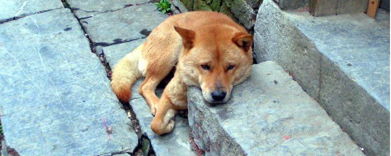 狗狗拉稀怎么办