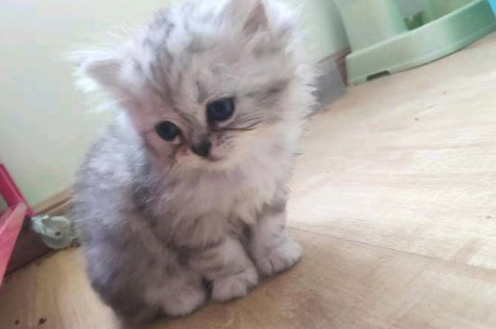 猫做错事会认错吗