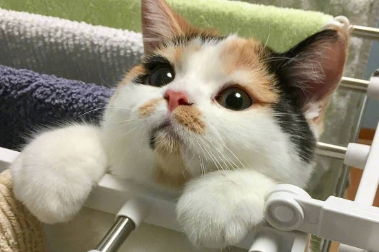 猫口臭怎么治