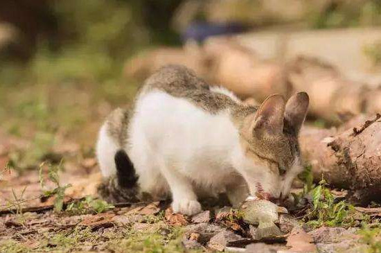 猫为什么喜欢吃鱼