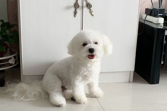 比熊总是呜呜叫怎么办